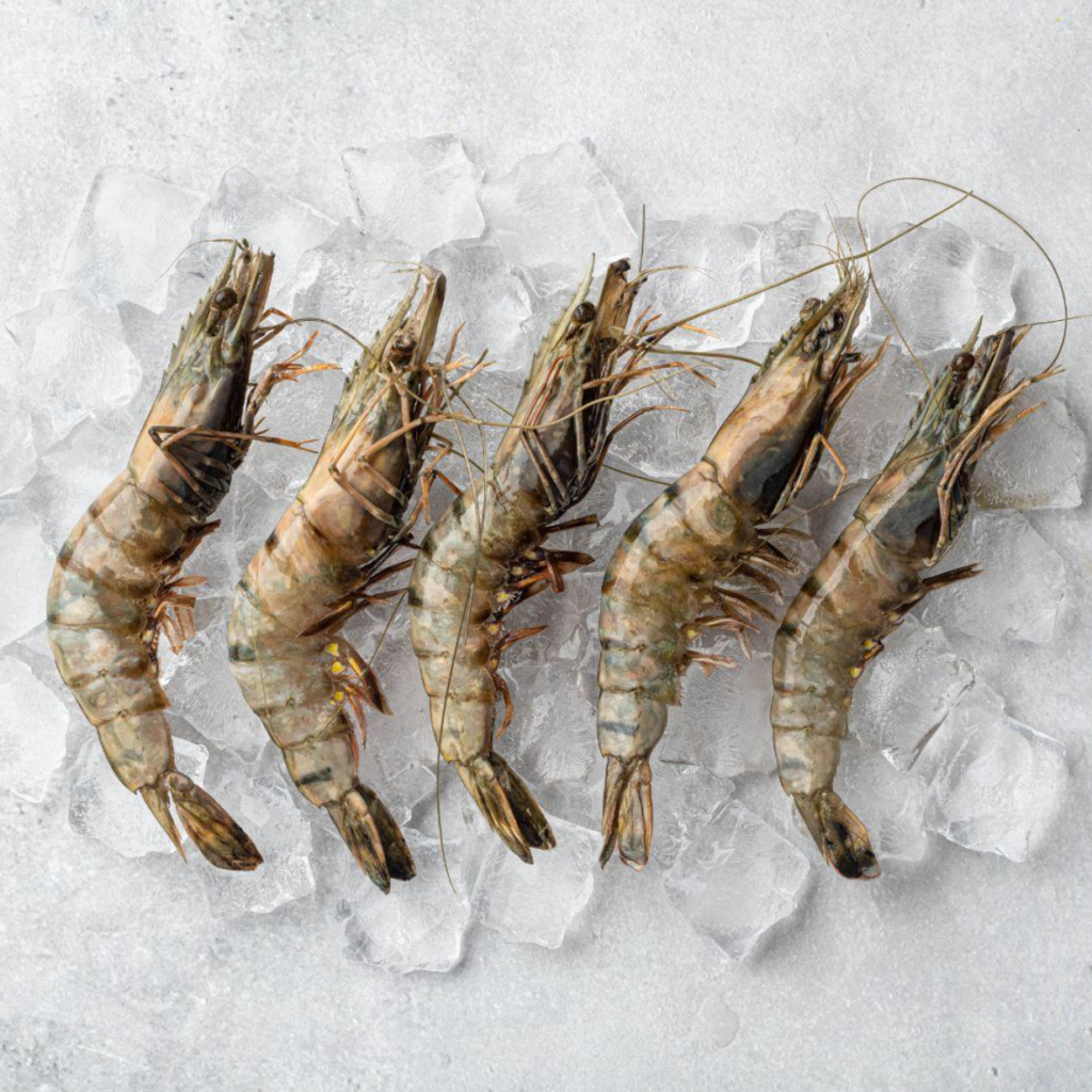 Black Tiger Shrimp / Black-Tiger-Garnelen