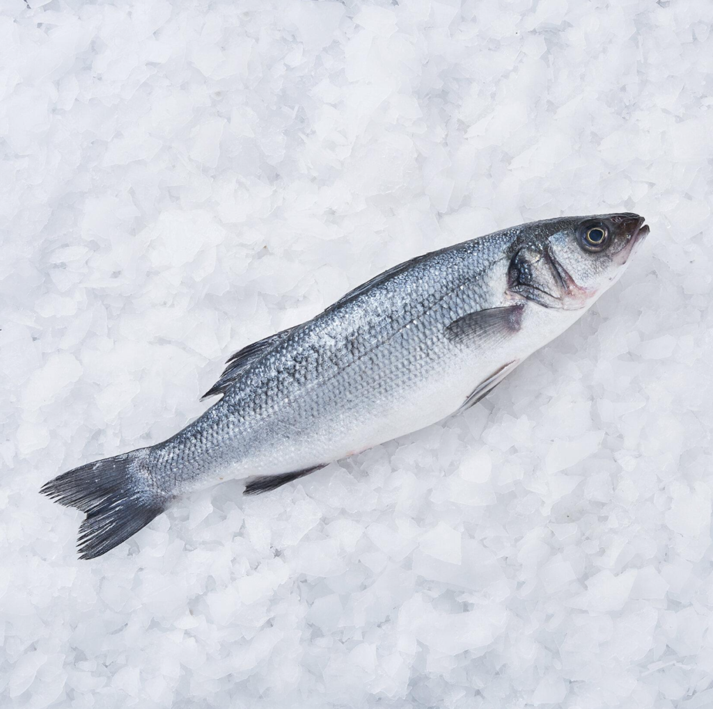 Whole Sea Bass / Ganze Wolfsbarsche